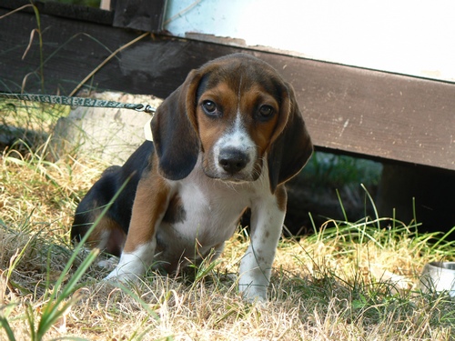 Trhac od Wolfa2 a take je to jeho foto.