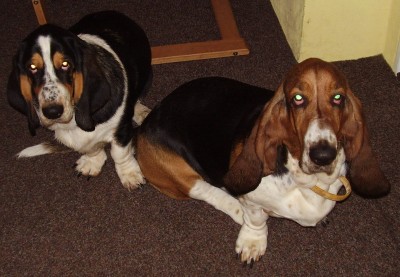 Dami a Izis.jpg (52.53 KiB) Zobrazeno 1169 x Naše ňufinky...