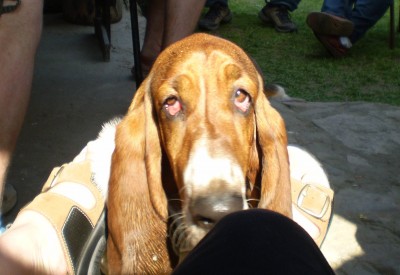 Dami.jpg (39.75 KiB) Zobrazeno 1173 x Damoušek asi něco chce :-)