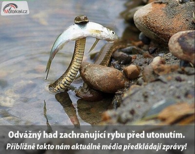 odvaznyhad_.jpg