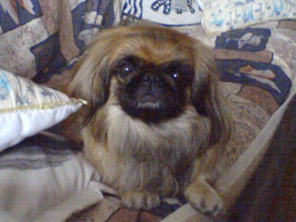 Pěkně opatrně mě přendejte ze sedačky na postel!!! Haf.