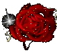 růže1.gif