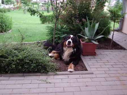 Rocky