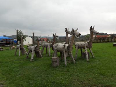 Koníci